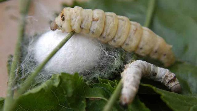 Estudio embriológico.