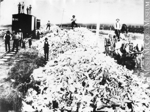 Life on the prairies