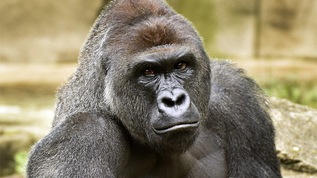 2016: Harambe the gorilla is shot dead