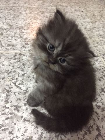 VAREN NAIXER ELS GATS