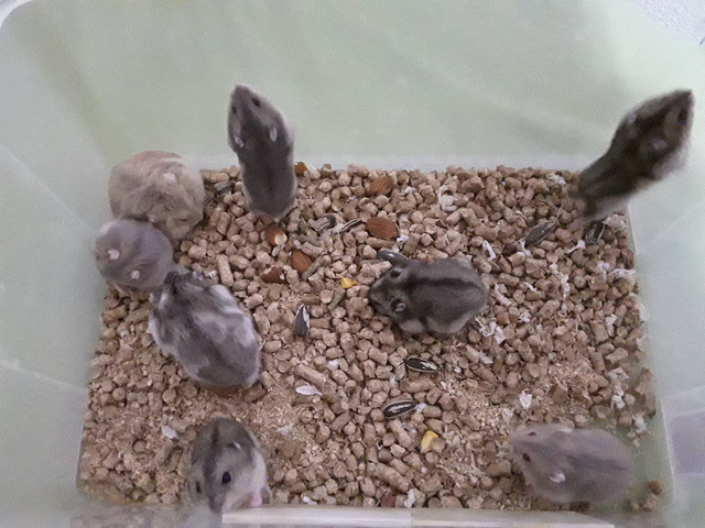 UNA FAMILIA NOMBROSA