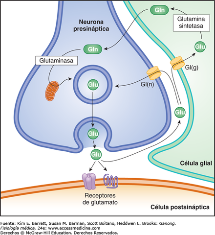 Lesiones provocadas por aminoácidos excitadores