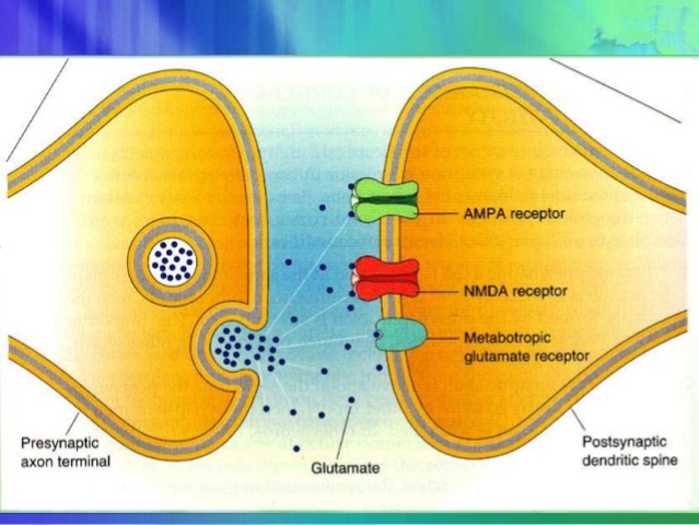 El principal neurotransmisor excitatorio cerebral: GLUTAMATO