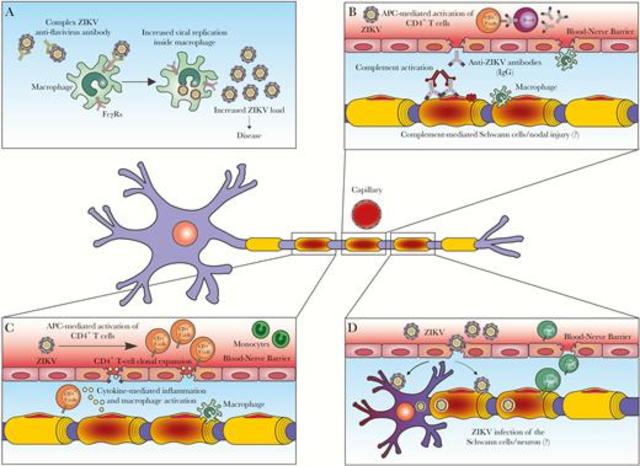 Brazil reports neurological disorders