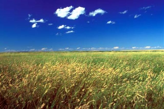 Immigration to the Prairies