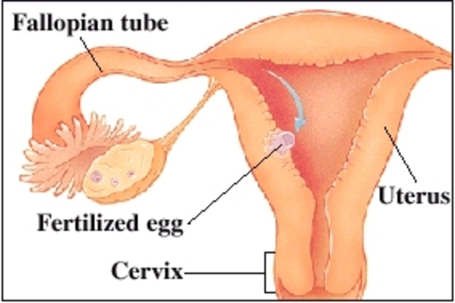 Fertilized Egg attaches to uterine wall