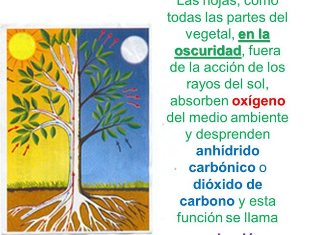 Edad Moderna- Vegetales