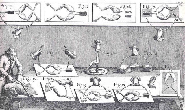 Edad Moderna- Conductividad en animales
