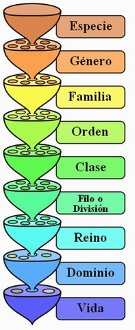 Carlos Linneo. El pensamiento pre-evolucionista (fixista)