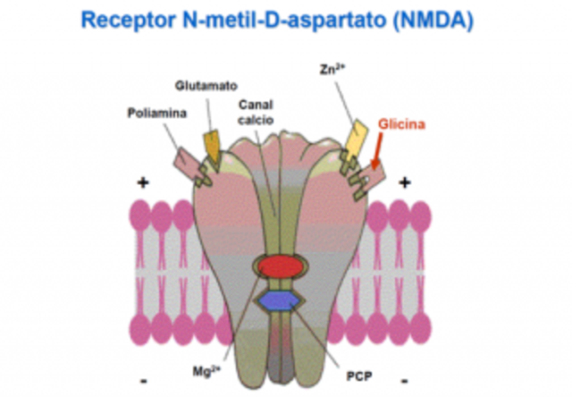 Receptor de glutamato N-metil-D-aspartato