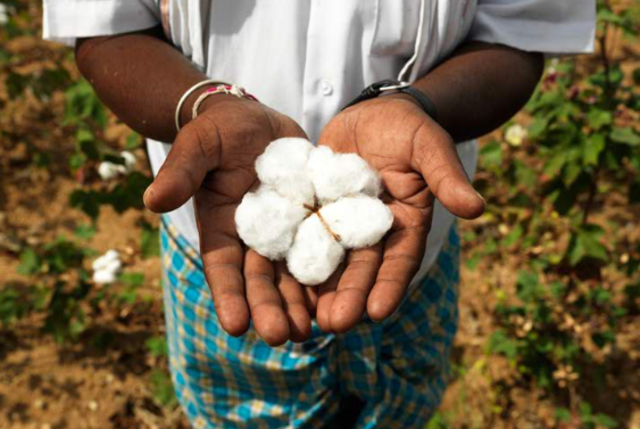 Cultivo de algodón
