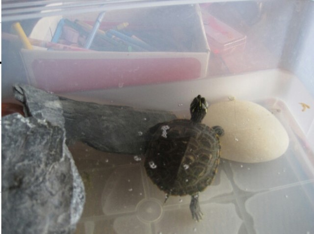 TORTUGA ANIVERSARI 2 ANYS