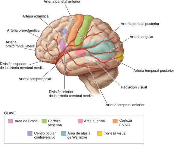 Síndromes cerebrovasculares