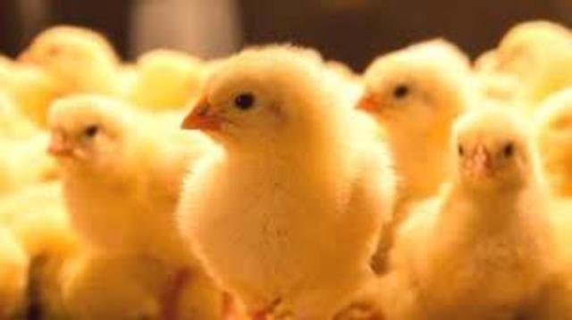 Adaptations of Chicken