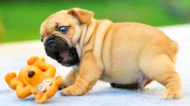 When it was domesticated