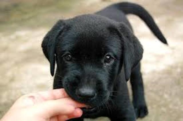 Are there any predecessors or extinct species?