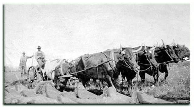 Life on the Prairies