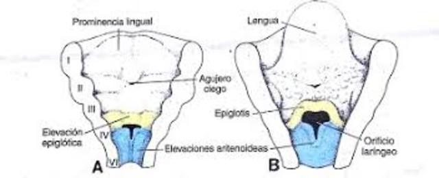 Progresa el Desarrollo.....