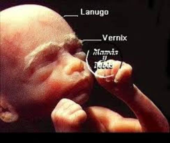 Formación del Lanugo