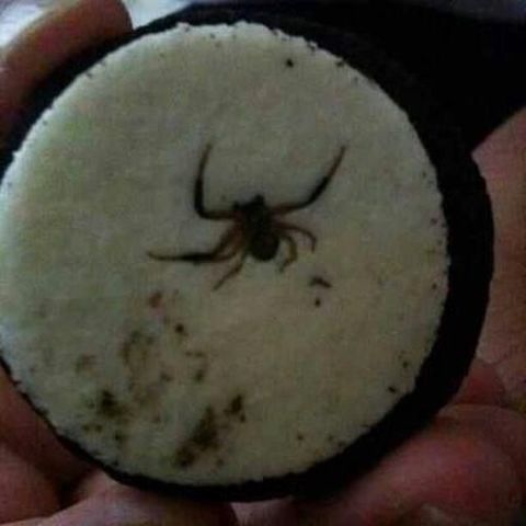 Spider in Oreo