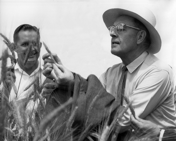 Harrar y Wellhausen crean el primer Programa agrícola cooperativo