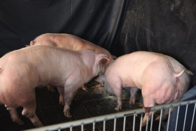 Prevención de la hemofilia.