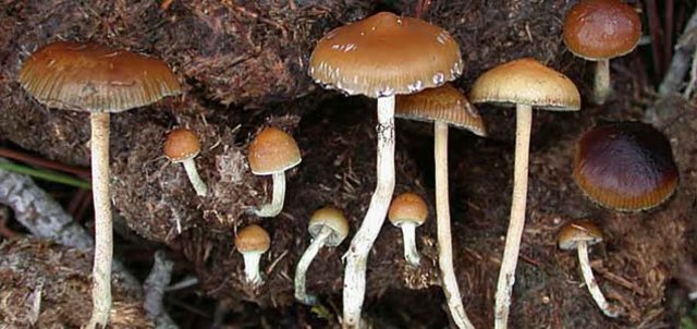 Su primer contacto con los hongos