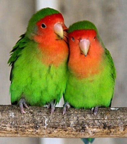 Em regalen una parella d'agapornis: PIPOS