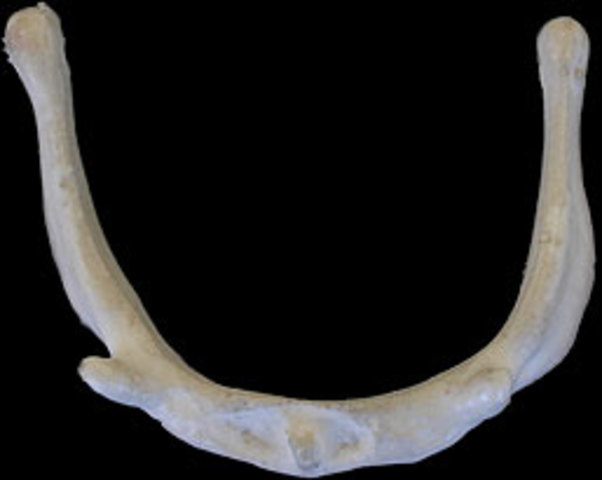 Fala - Na verdade, 400.000 anos a.C.