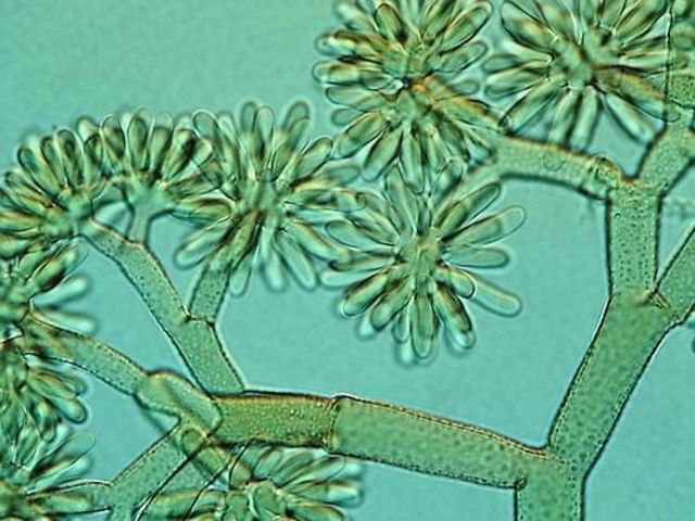 Antonj Van Leeuwenhoek