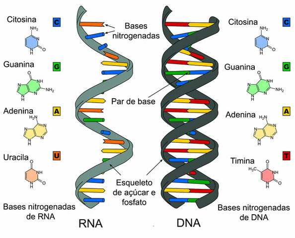ESTRUTURA DO DNA