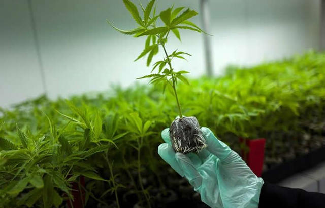 bonanza narcotráfico