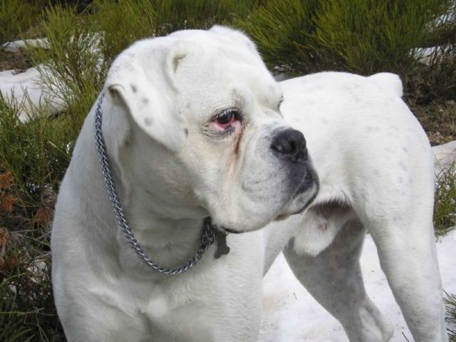 La llegada de mi perrito Bono