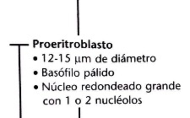 Proeritroblasto