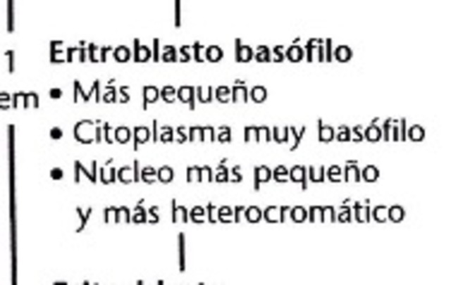 Eritroblasto basófilo