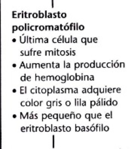 Eritroblasto policromatófilo