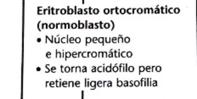 Eritoblasto ortocromático(normoblasto)