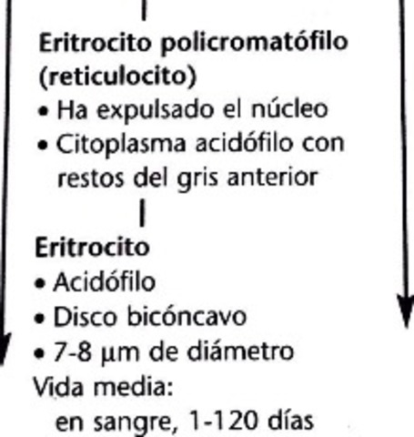 Eritoblasto policrómatofilo o reticulocito
