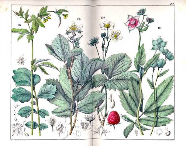 Alexander Von Humboldt comenzó a trabajar en la geografía de plantas