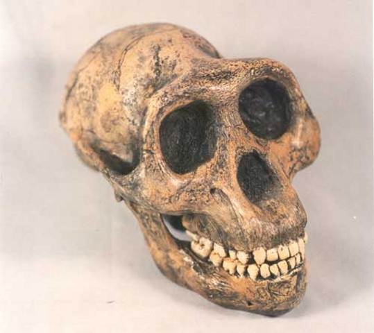 Australopithecus (3.4 MYA)