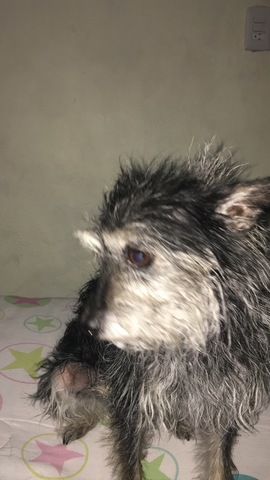 Mi otra perrita favorita