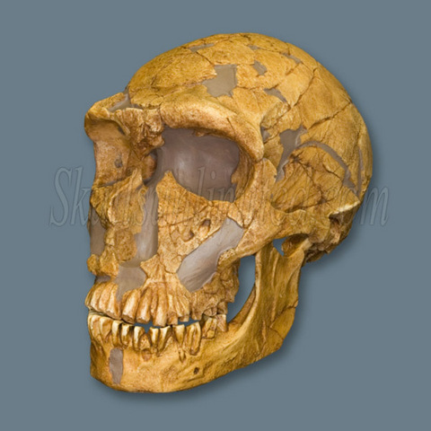 Neanderthal ( 200,000 to 30,000 Years Ago)