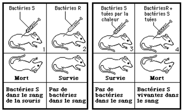 Expérience de Griffith