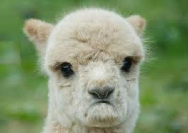 Interesting facts about alpacas.
