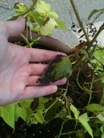 Bartonville property - bug die off