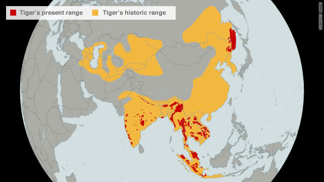 Tiger Population