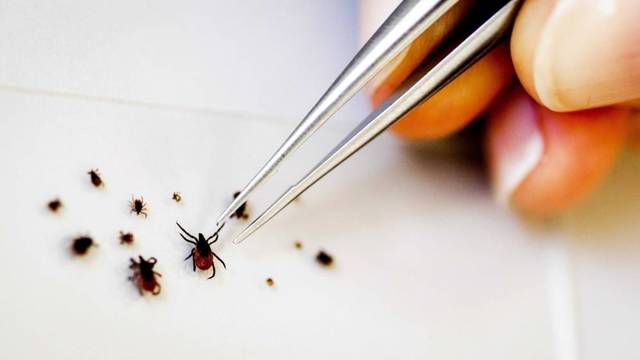 LA FEBRA HEMORRÀGICA