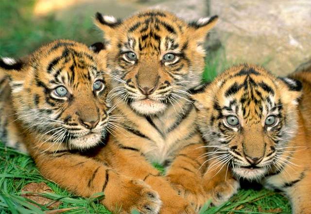 The cubs all surprisingly survive