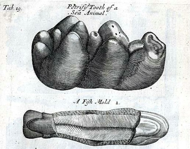 Marcello Malpighi y Nehemiah Grew