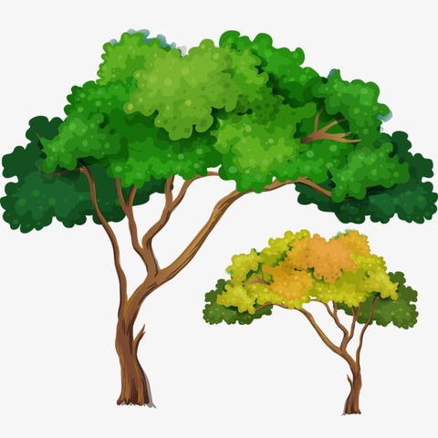 Selección de la planta madre.